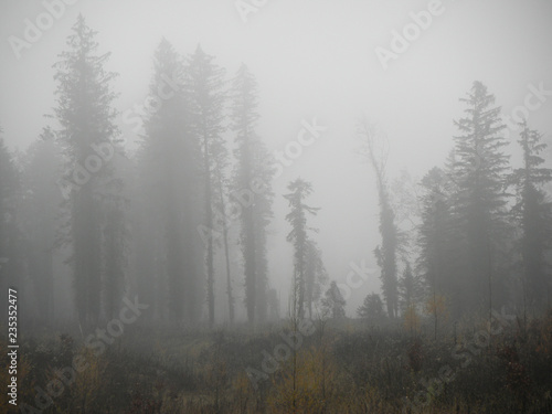 Wald im Nebel