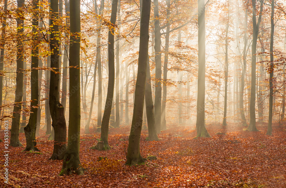 Obraz premium Morning in the autumn forest