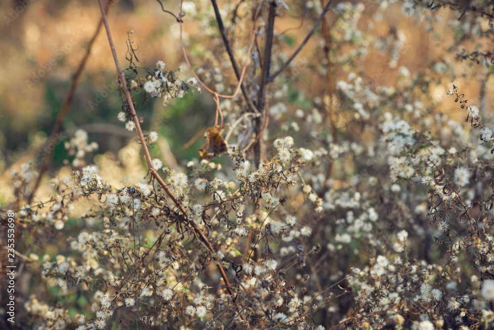Tiny white dried flowers glow in late afternoon winter sun against a colorful blurred background. Tiny white dried flowers glow in late afternoon winter sun against a colorful blurred background.