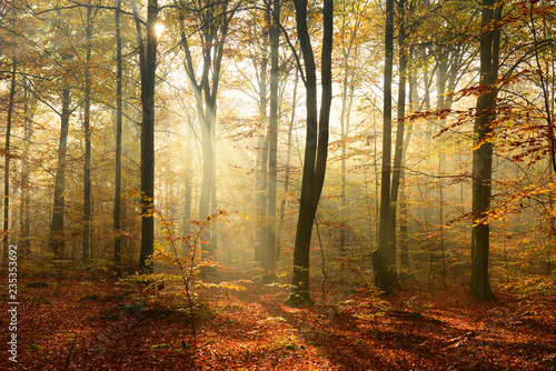 Morning in the autumn forest