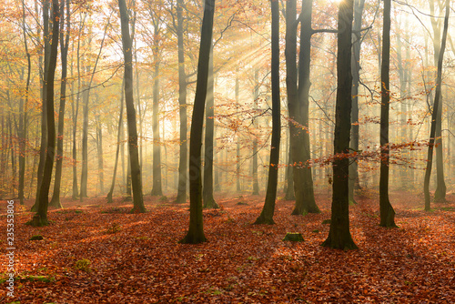 Morning in the autumn forest
