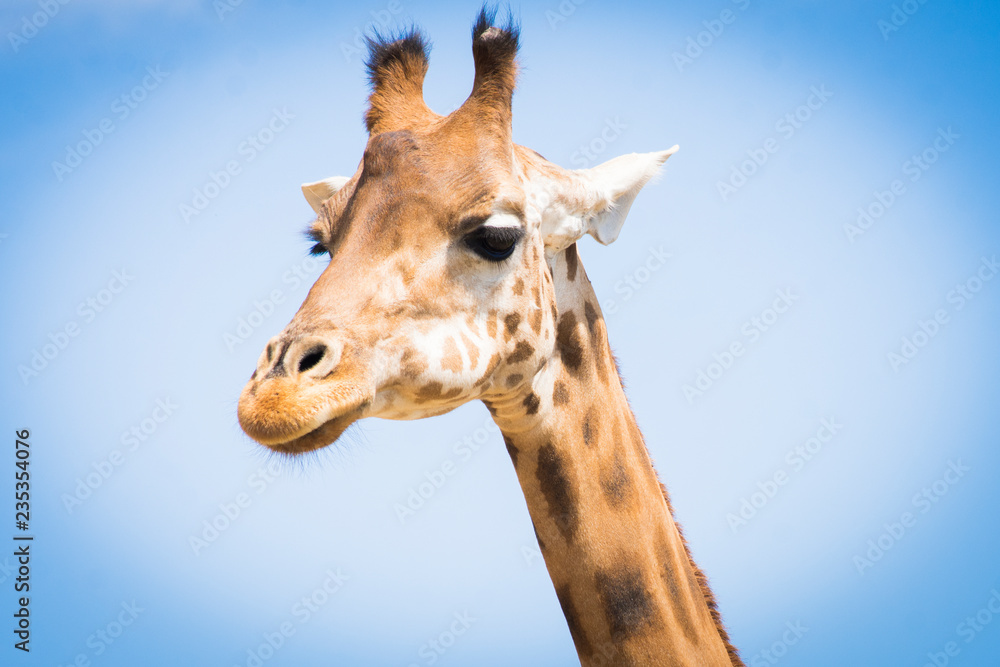 Obraz premium Girafe 1