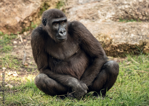 Big Gorilla sits on the grass © dmlid