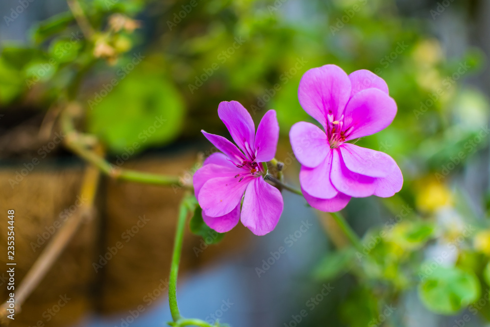 spring bloom. small pink flower with green stem in the garden spring bloom. small pink flower with green stem in the garden