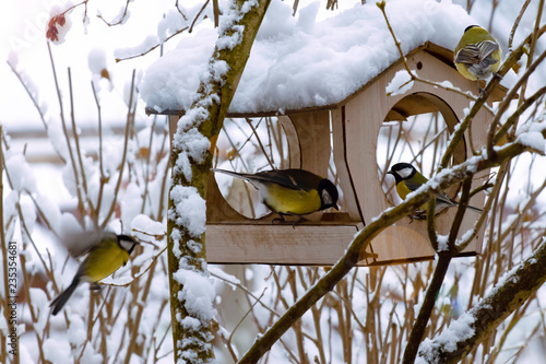 a flock of blue tits in the winter morning near the feeders