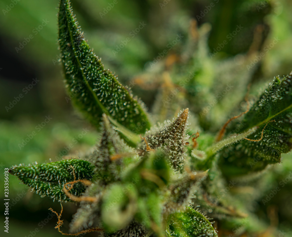 Fototapeta premium Auto flower small variety of color green dark nice marijuana