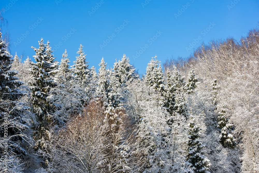 Winter forest on a sunny day. Landscape in the forest on a snowy morning. New Year winter forest. Winter forest on a sunny day. Landscape in the forest on a snowy morning. New Year winter forest.