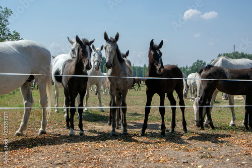 Kladruby nad Labem, Czech horse breed, Starokladruby white domesticated horses and foals on pasture during hot summer sunny day