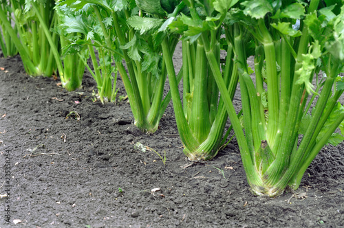  close-up of celery plantation (leaf vegetables)  in the vegetable garden