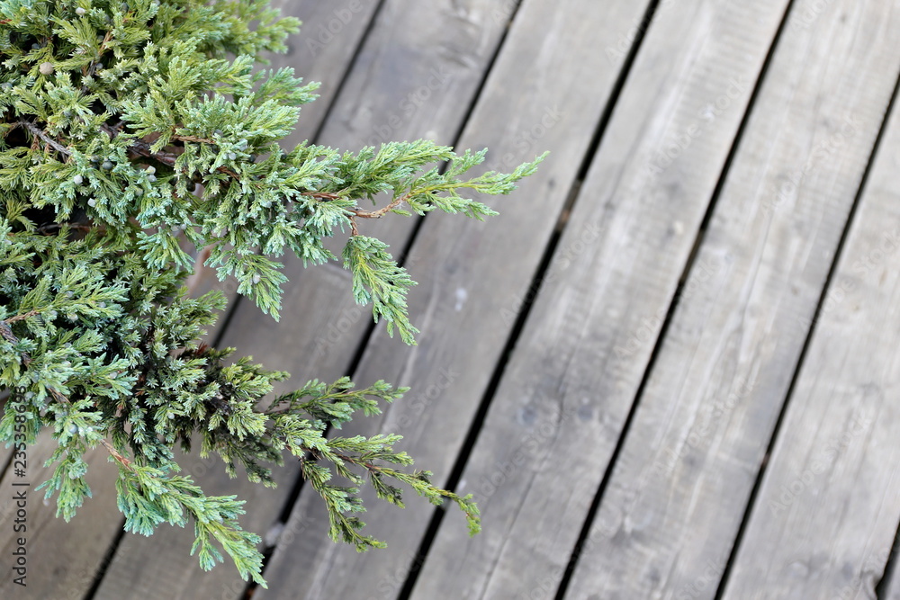background with wooden floor and green pine background with wooden floor and green pine