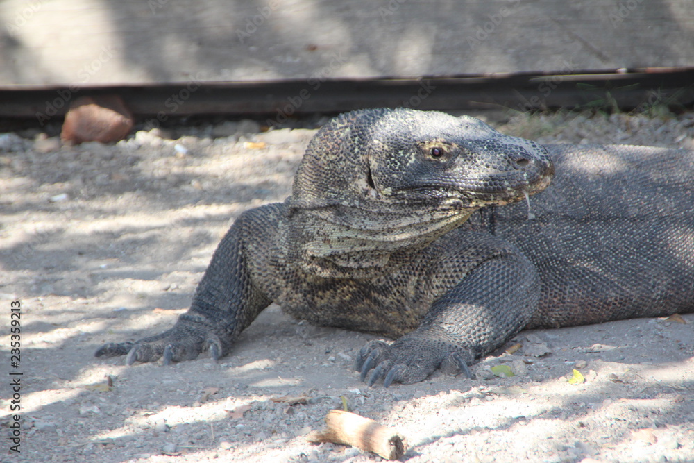 Komodo Warane Komodo Warane