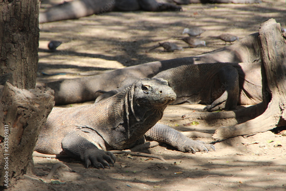 Komodo Warane Komodo Warane