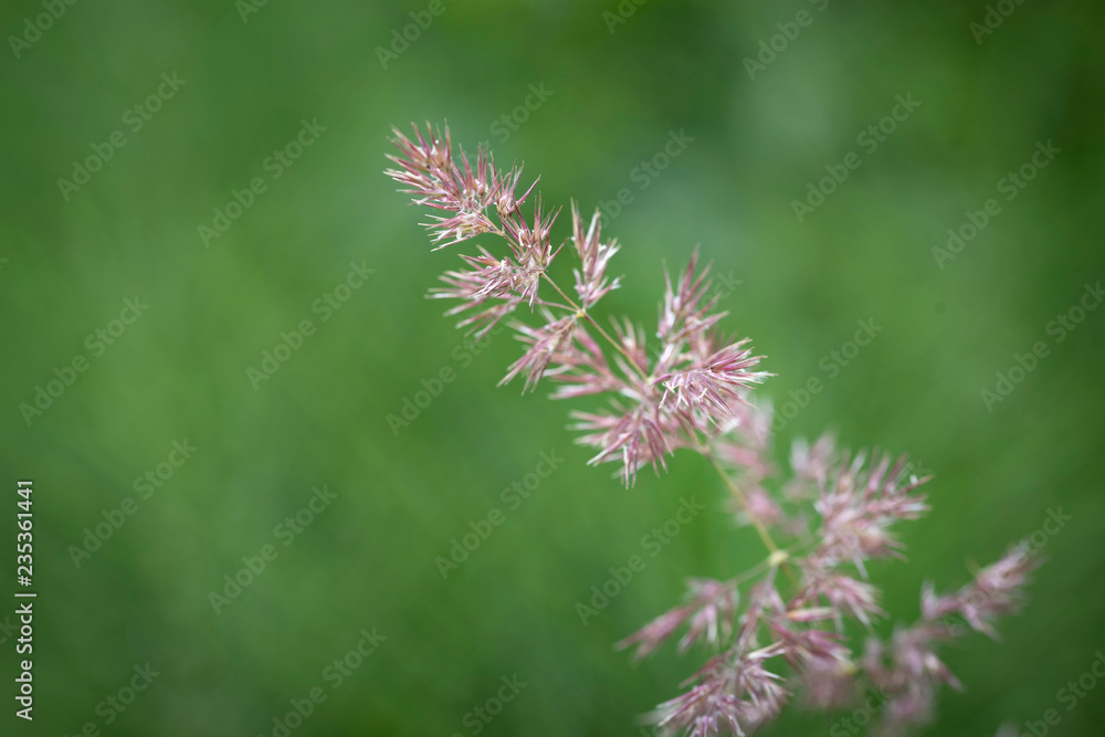 Gras Gras