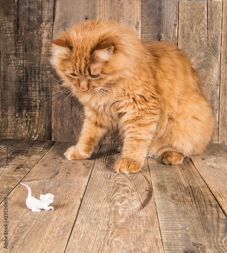 red cat caught a mouse