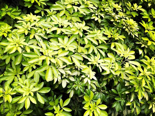 Green shrub