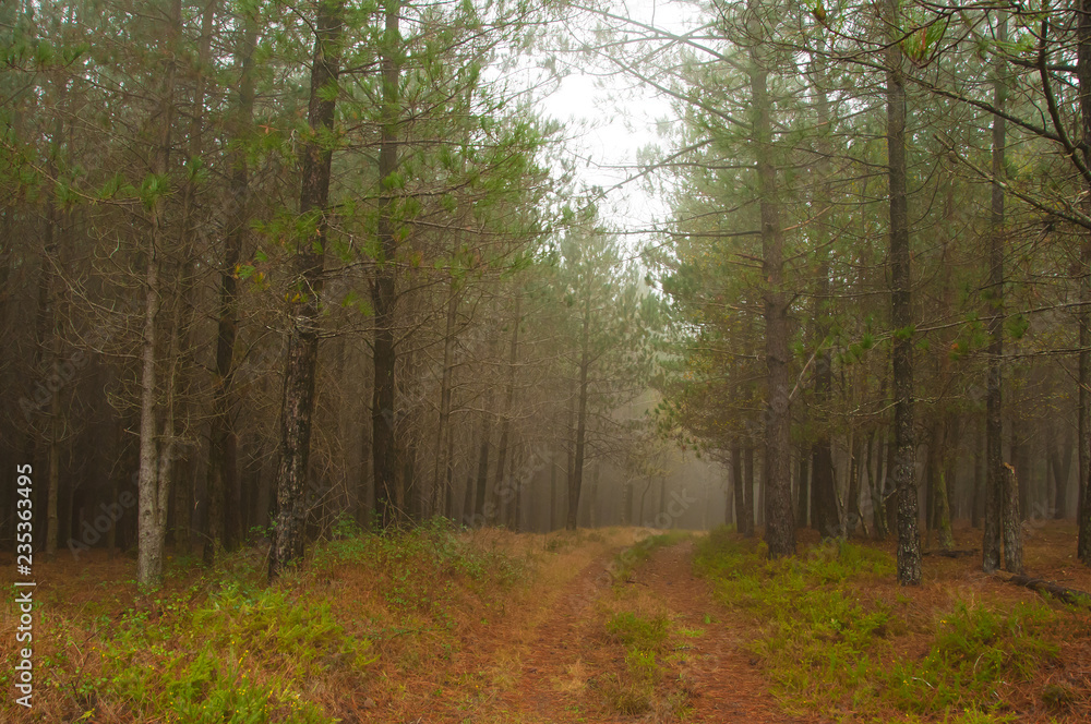 Fototapeta premium Autumn palette color from yellow to red
