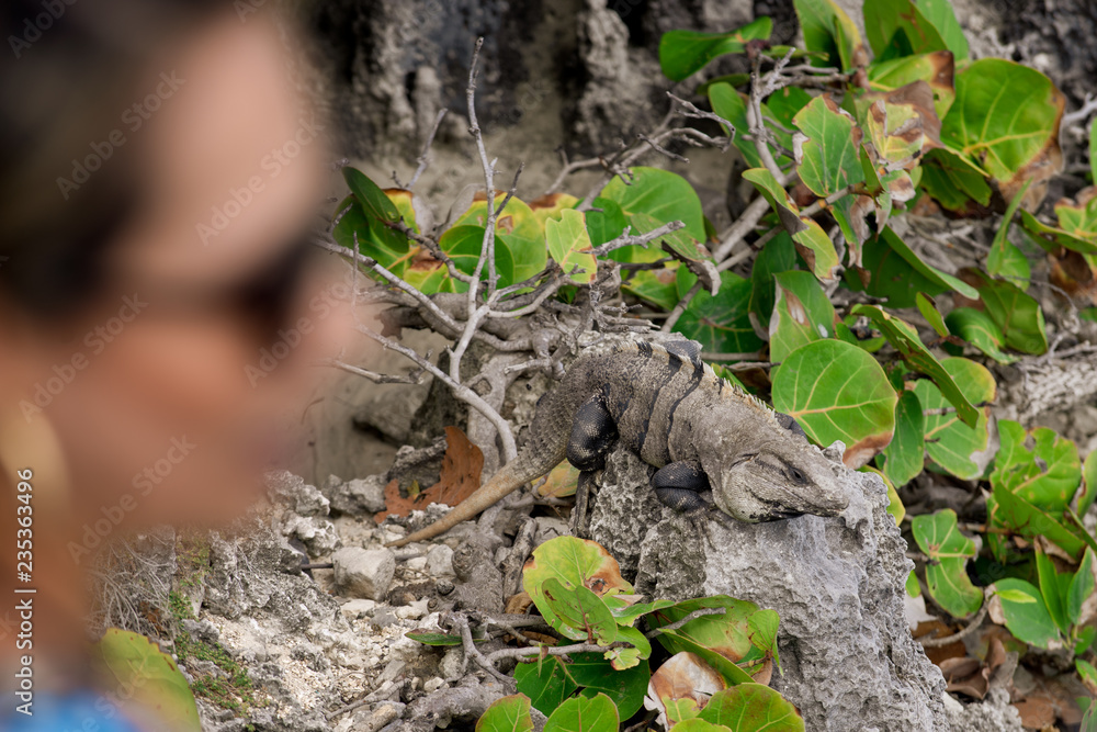 Iguana, Tulum, Quintana Roo, Mexico