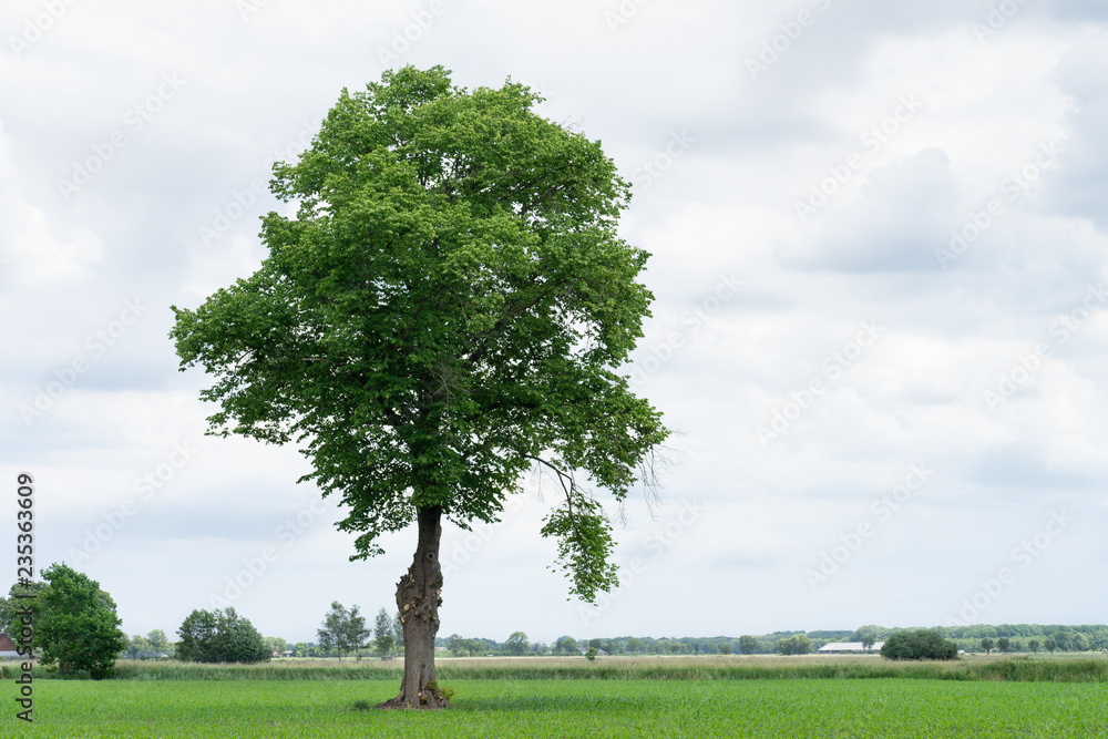 Beautiful landscape with one lone tree standing in a green field under a cloudy sky in The Netherlands in spring Beautiful landscape with one lone tree standing in a green field under a cloudy sky in The Netherlands in spring
