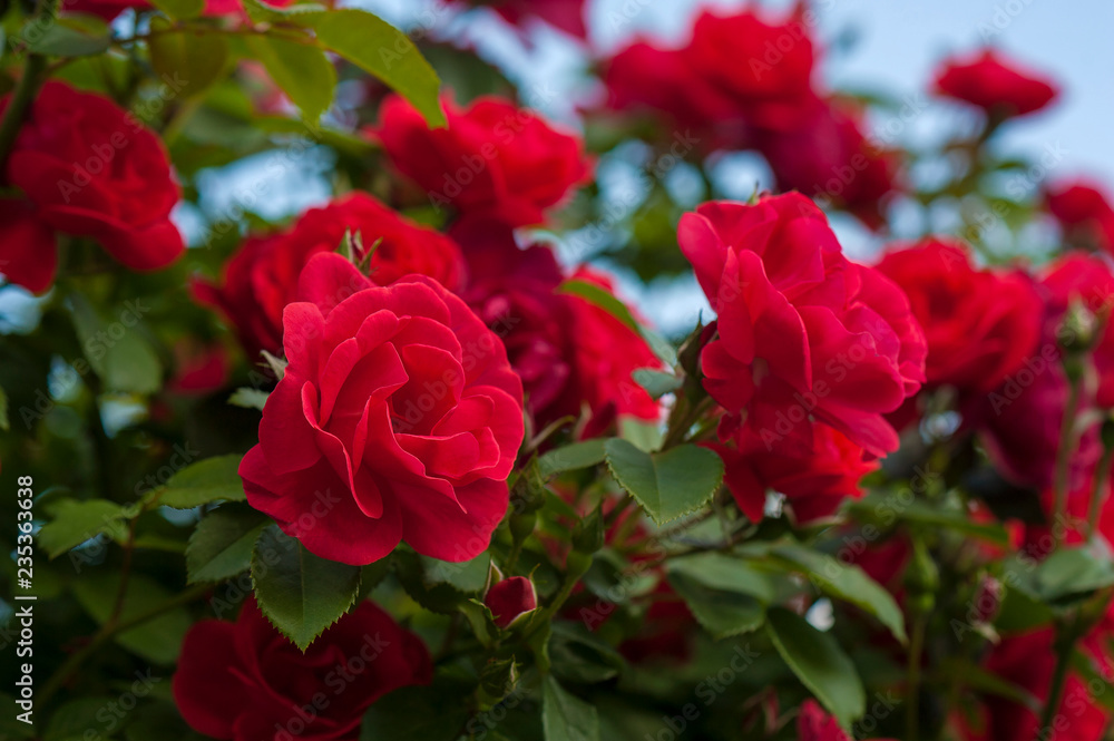 Red roses with buds on a background of a green bush. Bush of red roses is blooming in the background of a blue sky with clouds. Red roses with buds on a background of a green bush. Bush of red roses is blooming in the background of a blue sky with clouds.