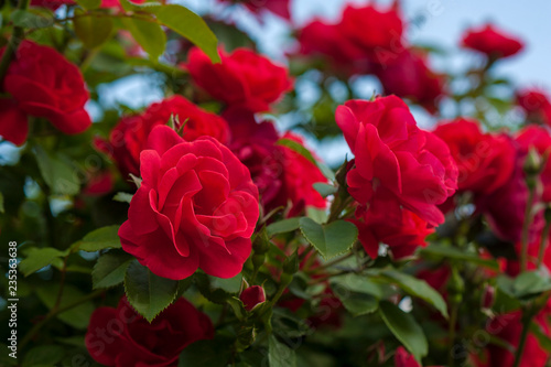 Red roses with buds on a background of a green bush. Bush of red roses is blooming in the background of a blue sky with clouds.