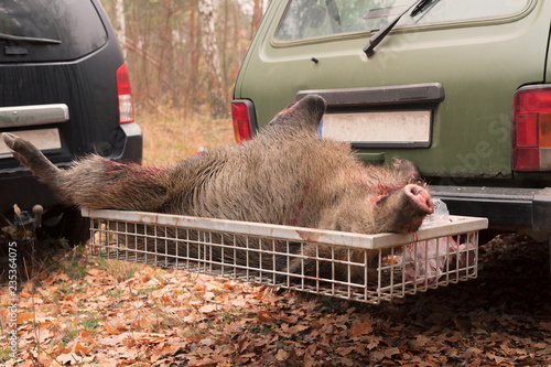 Polowane dzikie zwierzę leży w tylnym bagażniku samochodu