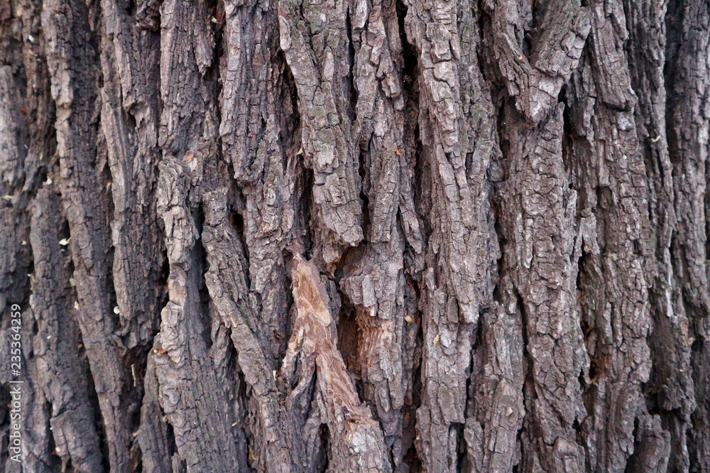 Obraz premium tree bark texture