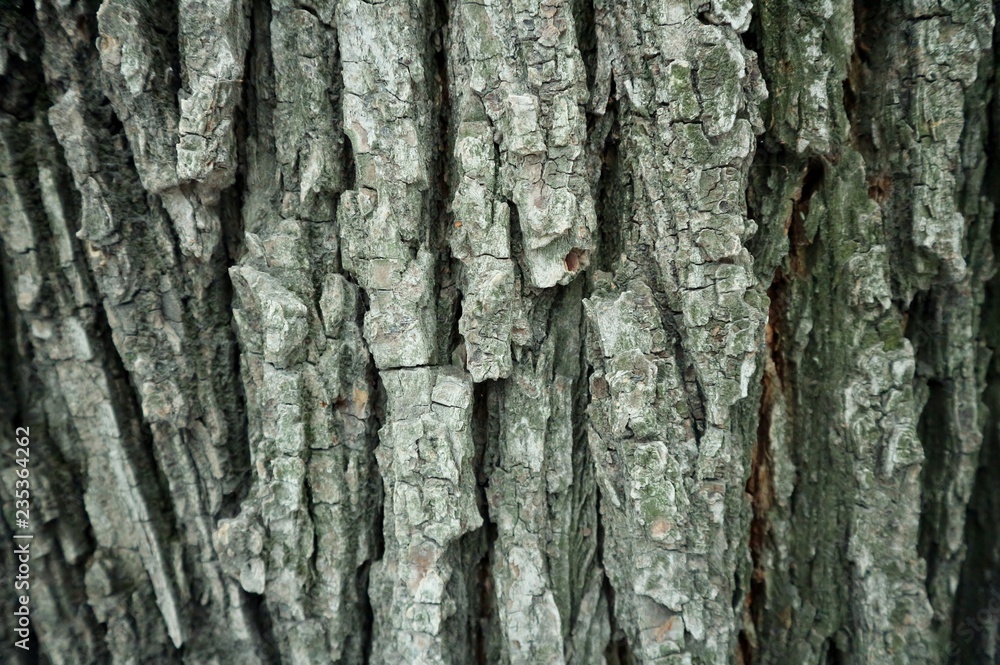 Obraz premium tree bark texture