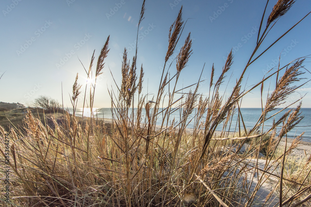 Fototapeta premium Dünengras am meer
