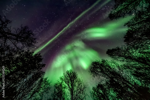 Unbelievable  in natural colors Aurora Borealis - The northern lights above forest   tree line  