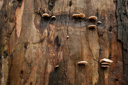 Tree bark, detail of texture