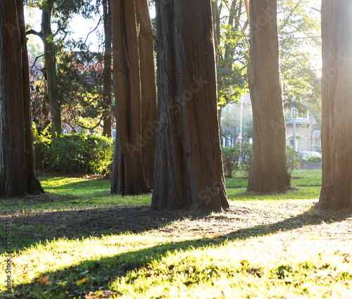 Sun Beams through the trees