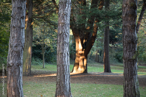 Tree Trunks