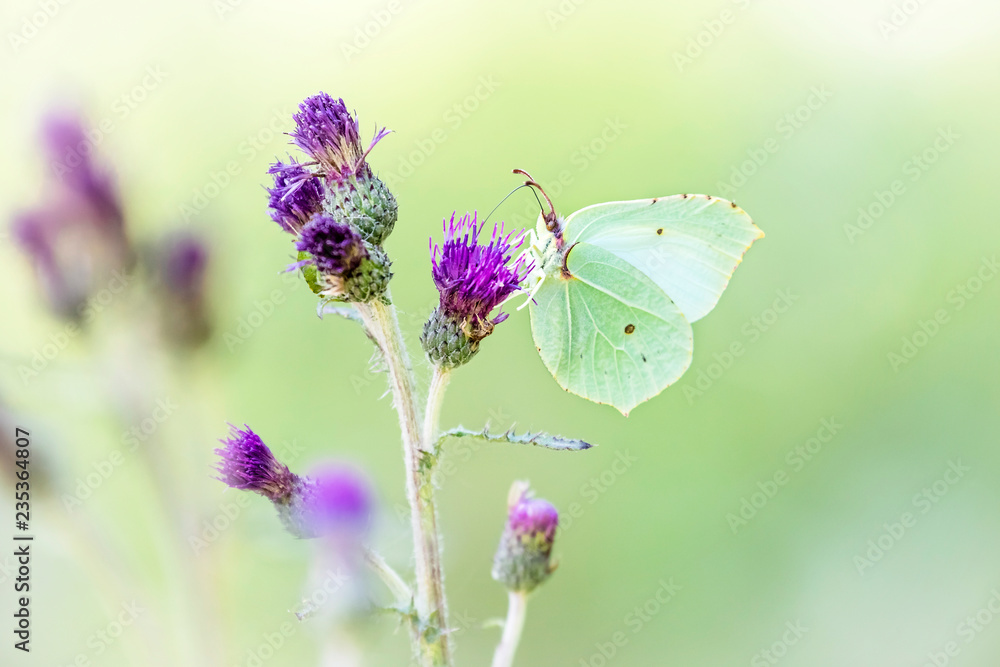Zitronenfalter / Gonepteryx rhamni auf Distel Zitronenfalter / Gonepteryx rhamni auf Distel