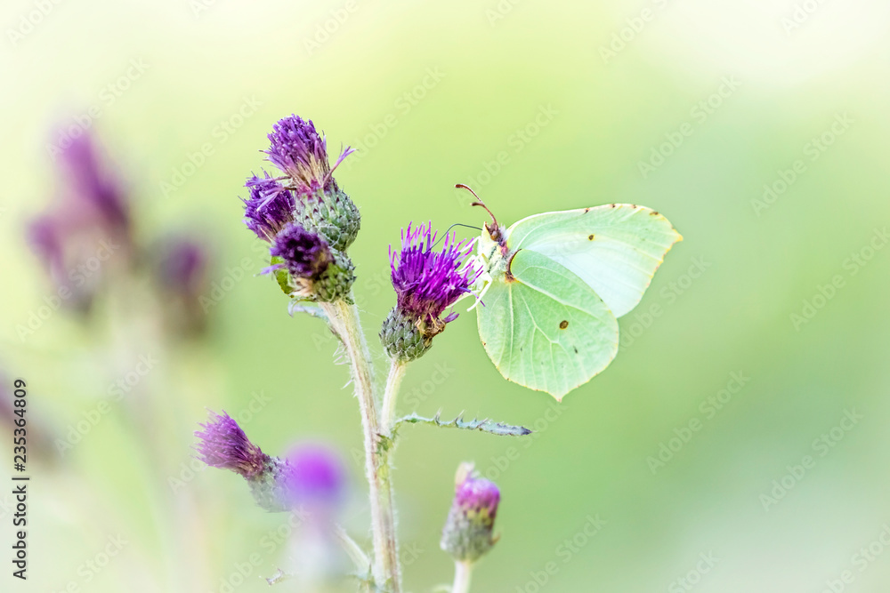 Zitronenfalter / Gonepteryx rhamni auf Distel Zitronenfalter / Gonepteryx rhamni auf Distel