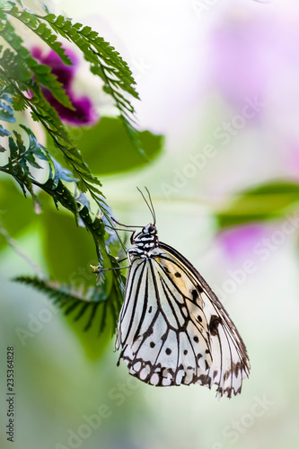 Weiße Baumnymphe / Paper Kite butterfly / Idea leuconoe auf Farn mit Orchideen im Hintergrund photo