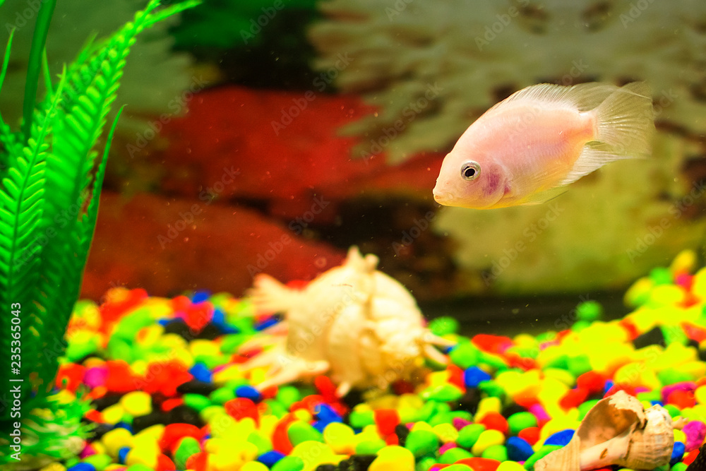 yellow fish in aquarium. soft focus yellow fish in aquarium. soft focus