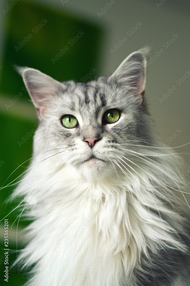 Beautiful maine coon cat. Large breed cat Beautiful maine coon cat. Large breed cat