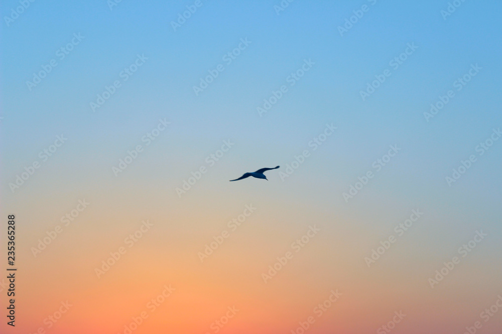 Blurred Nature Background. Wonderful Pink Sky Background. Sunrise Background.Silhouette Of A Bird Over Beautiful Sky Background.
