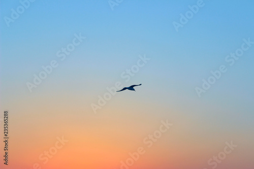 Blurred Nature Background. Wonderful Pink Sky Background. Sunrise Background.Silhouette Of A Bird Over Beautiful Sky Background.   © diesel_80