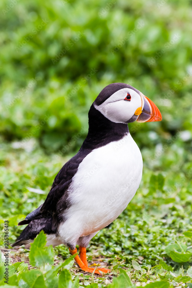 Papageientaucher / Puffin / Fratercula arctica Papageientaucher / Puffin / Fratercula arctica