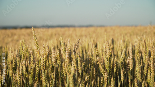 Ears of golden wheat. golden ripe ears of wheat in field. Wheat in warm sunlight