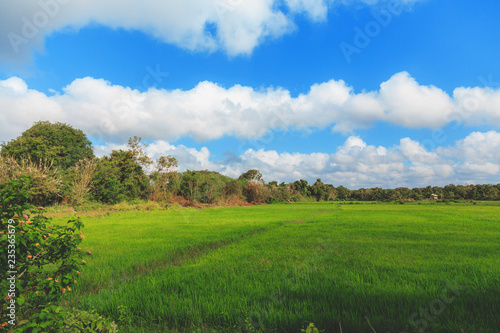 green rice field, trees and blue sky