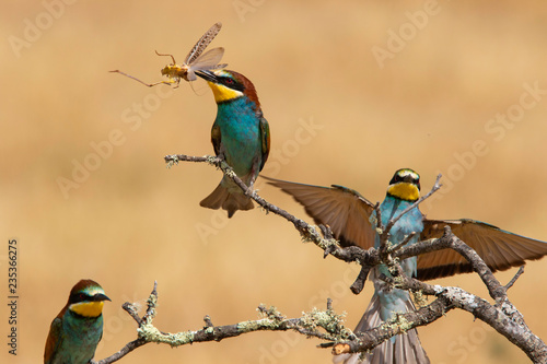Bee-eater (Merops apiaster): The European bee-eater or common bee-eater is a species of coraciiform bird of the Meropidae family that lives in Eurasia and Africa
