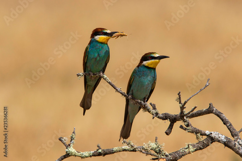 Bee-eater (Merops apiaster): The European bee-eater or common bee-eater is a species of coraciiform bird of the Meropidae family that lives in Eurasia and Africa