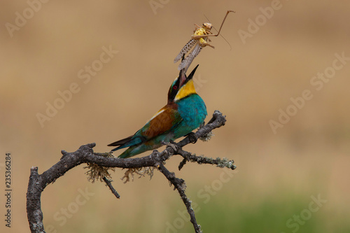 Bee-eater (Merops apiaster): The European bee-eater or common bee-eater is a species of coraciiform bird of the Meropidae family that lives in Eurasia and Africa