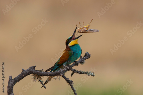 Bee-eater (Merops apiaster): The European bee-eater or common bee-eater is a species of coraciiform bird of the Meropidae family that lives in Eurasia and Africa