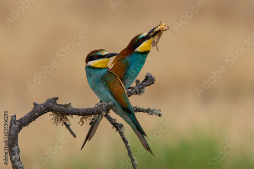 Bee-eater (Merops apiaster): The European bee-eater or common bee-eater is a species of coraciiform bird of the Meropidae family that lives in Eurasia and Africa