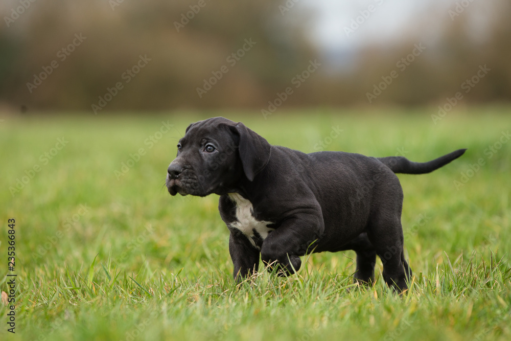 Deutsche Dogge Welpe Deutsche Dogge Welpe