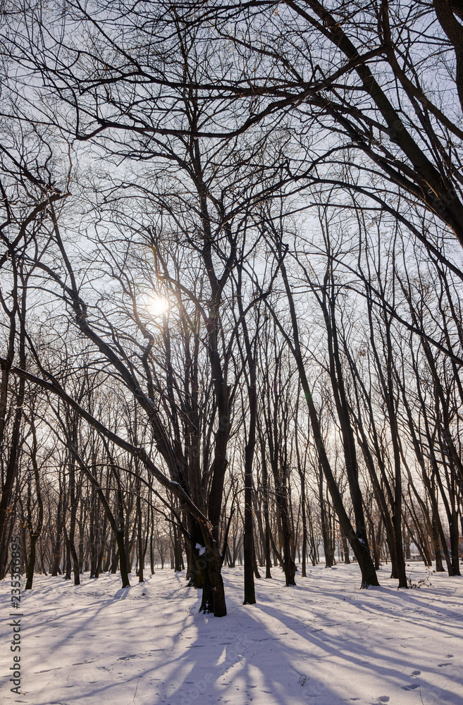 Forest under snow