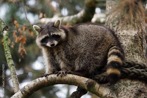 View of adult female common raccoon on the tree branch © veroja
